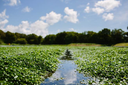 Watercress farm.