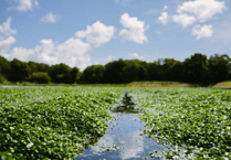 Watercress could become a vital ingredient in NHS hospital meals