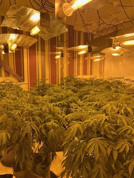 A cannabis growing operation in Hampshire