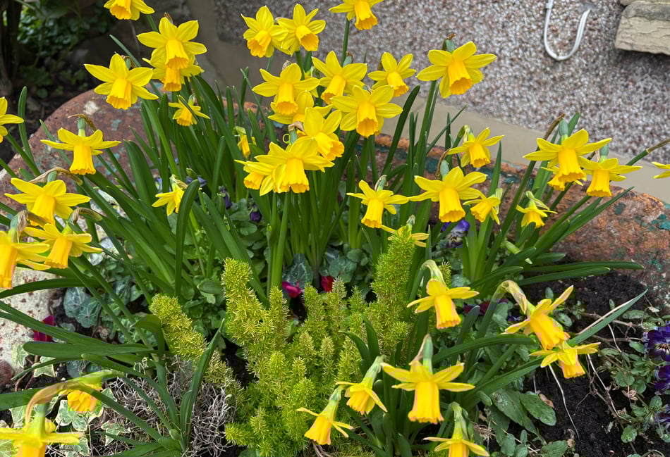 <p>Daffodils</p>