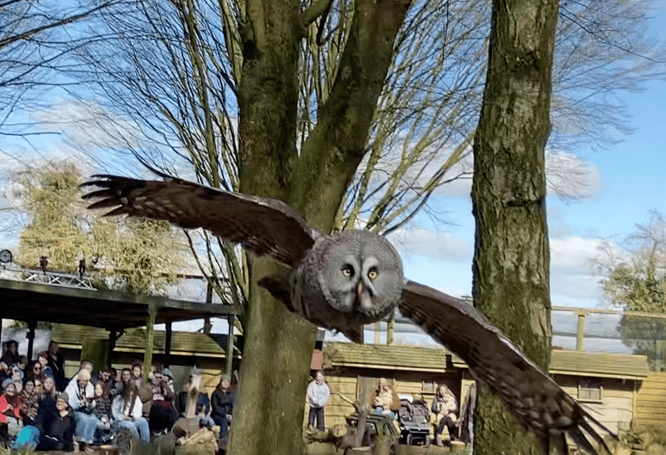 <p>A Great Grey Owl flies towards the Herald camera</p>