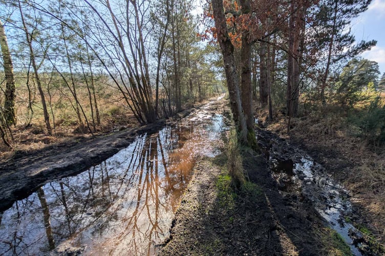 Bridleway 40 off Sandy Lane in Frensham