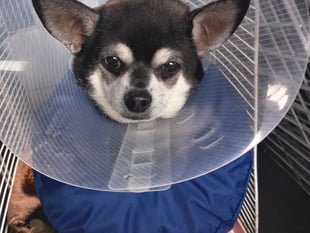 Injured dog gets £6k surgery thanks to neighbour's appeal