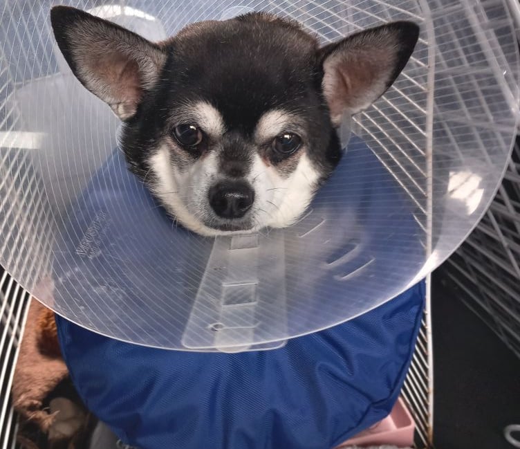 <p>Digby is making a good recovery after getting surgery on his broken ankle. The chihuahua was injured in a hit and run involving a teen riding an electric scooter.</p>
