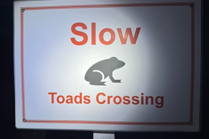 Sign created by Kate Larmer for the Toad Watch 2025