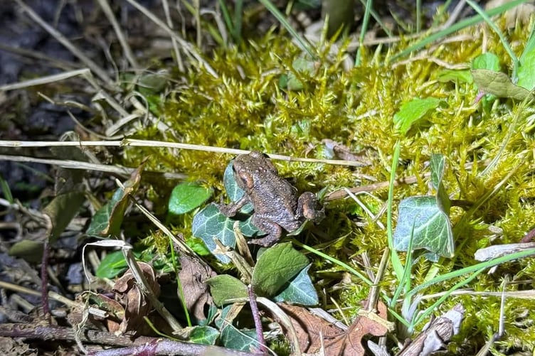All toads big and small were rescued - Toad Watch 2025