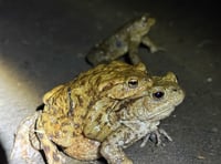 Volunteers hop into action to help toads cross the road 
