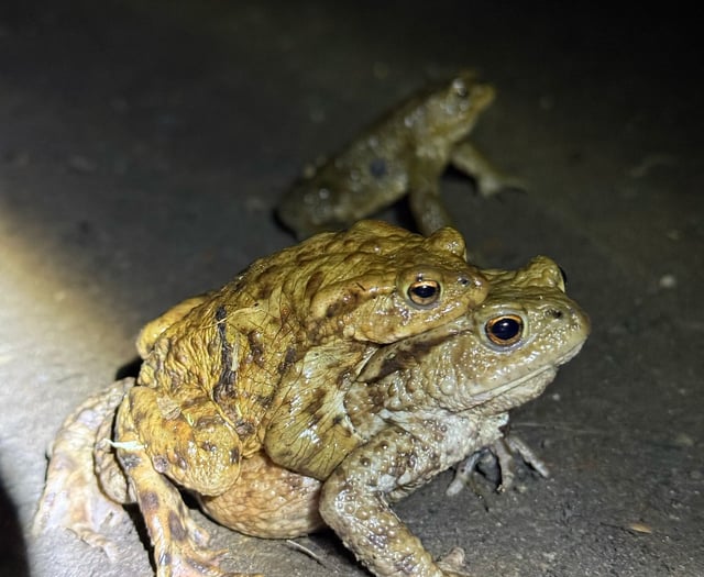 Volunteers hop into action to help toads cross the road 