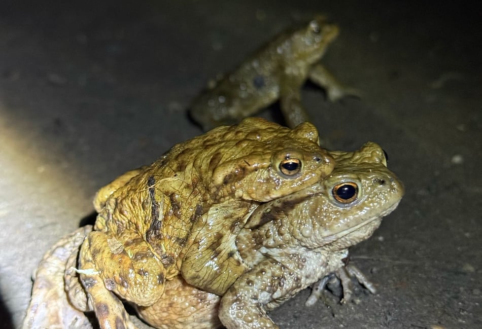 Volunteers hop into action to help toads cross the road 
