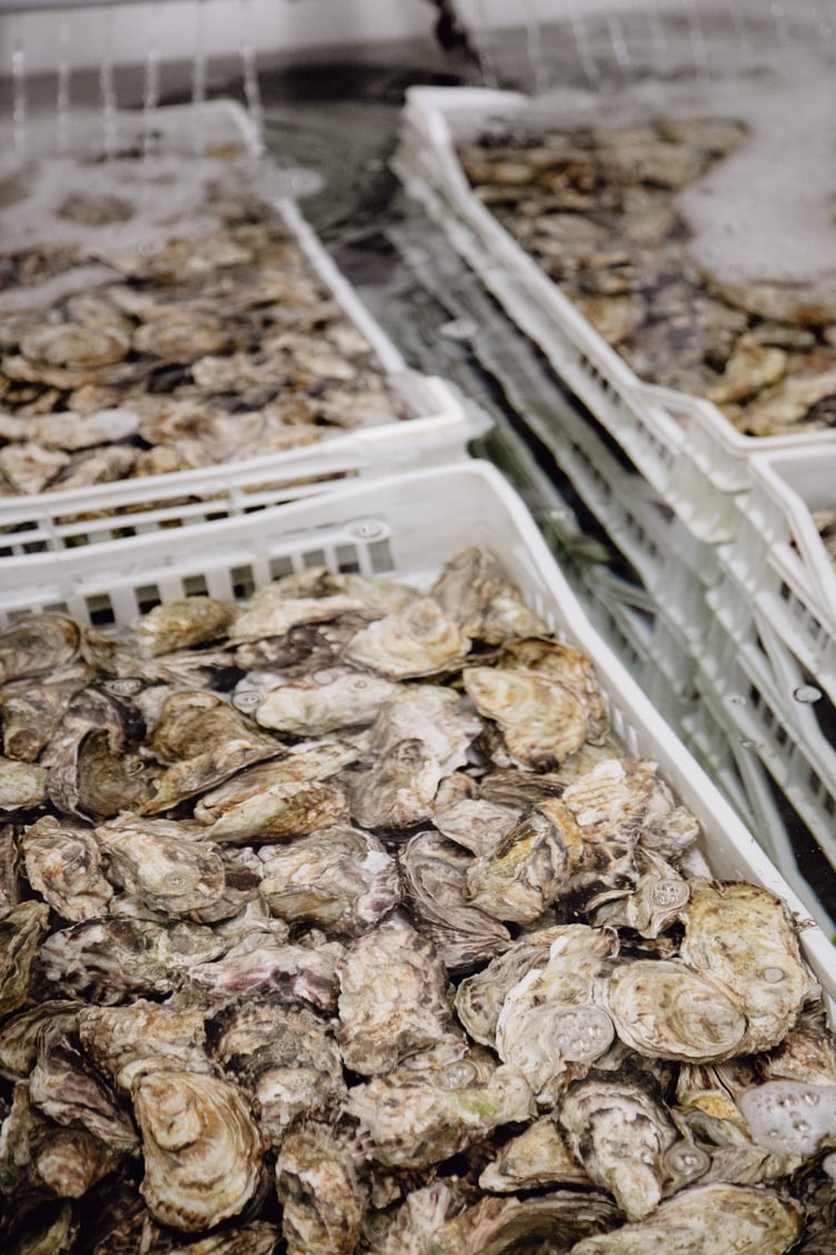 Porlock Bay Oysters wares were sampled by guests at the launch of Eat Exmoor 2025. PHOTO: Daffodil PR.