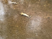 Investigations continue into Wey contamination with 70 fish killed
