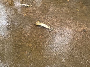 Investigations continue into Wey contamination with 70 fish killed