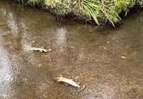 Investigations continue into River Wey contamination with 70 fish killed