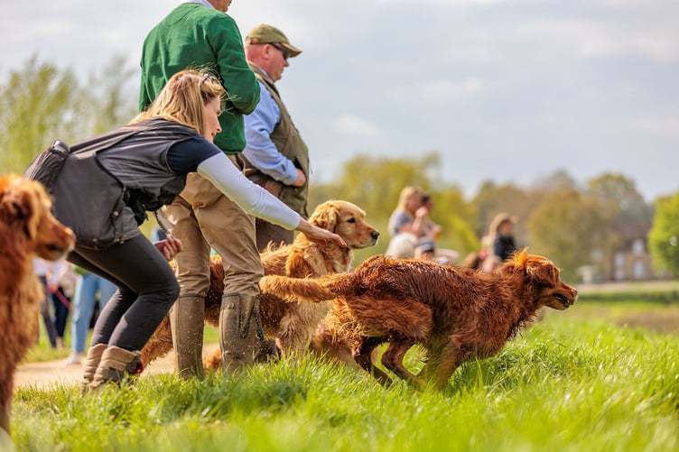 On your marks, dog's get ready, GO!