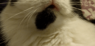 Mum's warning to pet owners after finding decapitated cat