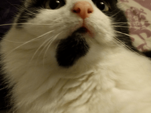 Mum's warning to pet owners after finding decapitated cat