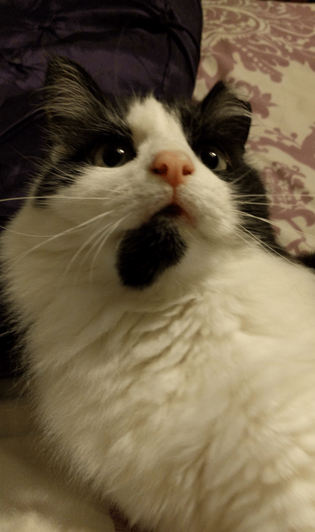 Mumble Murdered Cat Upper Hale Farnham