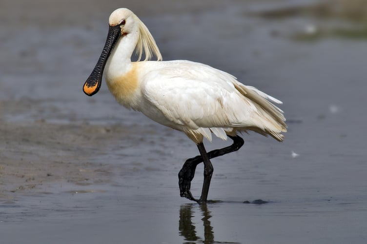 Alan Wynde Tice's Meadow Spoonbill