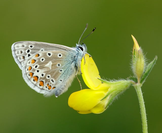 VIDEO - UK butterflies in decline: 2024 among worst years on record