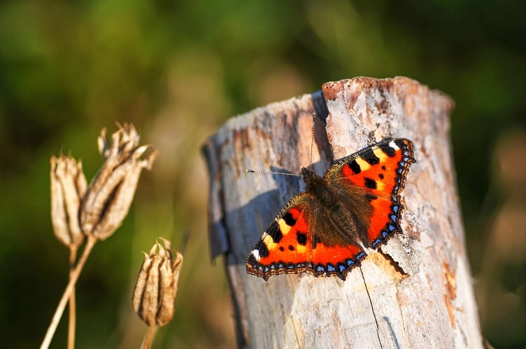 Small Tortoiseshell by Gilles San Martin