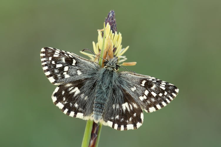 Grizzled Skipper by Iain H Leach