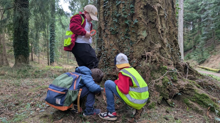Pupils hunting for minibeasts at the foot of a tree in Nutcombe Bottom.