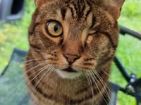 Missing one-eyed cat reunited with owner after ten weeks