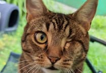 Missing one-eyed moggy reunited with Wrecclesham owner after ten-week search