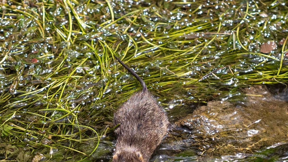 Water ‘vole-unteers’ called to survey local riverbanks this spring ...