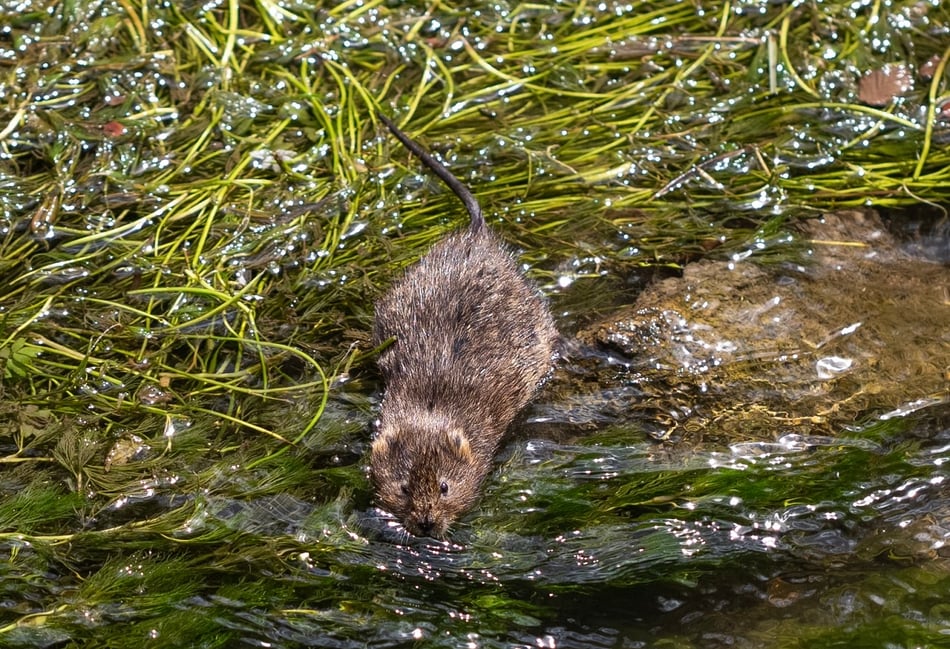 <p>A water vole in the River Meon (Andy Reeves)</p>