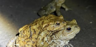WATCH: Record-breaking toad watch in Farnham saves 876 toads 