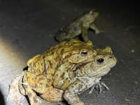 WATCH: Record-breaking toad watch in Farnham saves 876 toads 