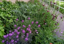 Abergavenny project secures £3k grant for garden