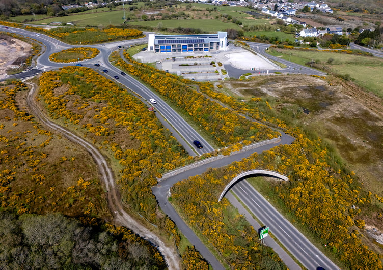 Gorse on either side of the A391 main road north of St Austell. Picture: Paul Williams