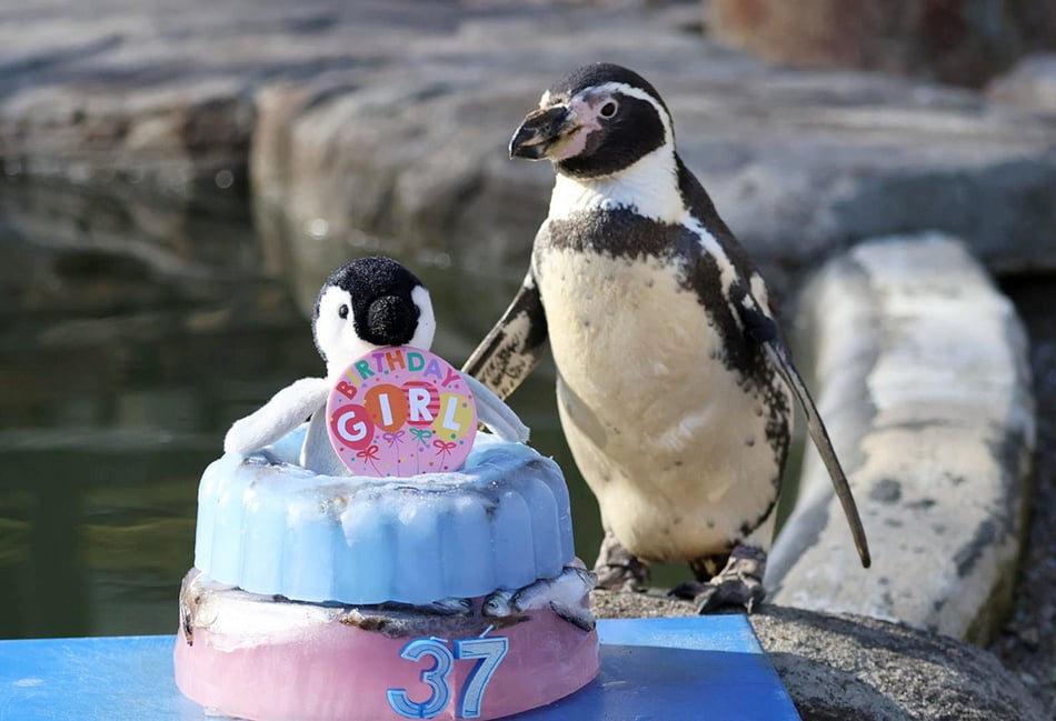 <p>The world’s oldest penguin celebrates its 37th birthday.</p>