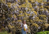 Spring in full bloom at Trelissick