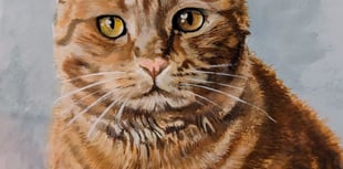 Grandson ‘killed’ grandmother’s cat at relative’s home