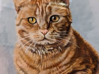 Grandson ‘killed’ grandmother’s cat at relative’s home