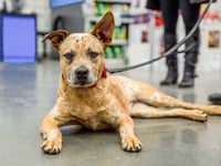 A third of dog attacks go unprosecuted 