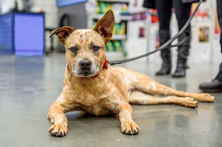 Australian Cattle Dog
More:
Original public domain image from <a href="https://www.flickr.com/photos/cityofgreenvillenc/45266197384/" target="_blank" rel="noopener noreferrer nofollow">Flickr</a>