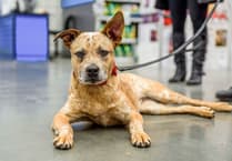 One third of dog attacks in unprosecuted