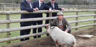 Betty the pig divides the haves and have-nots in post-war Britain