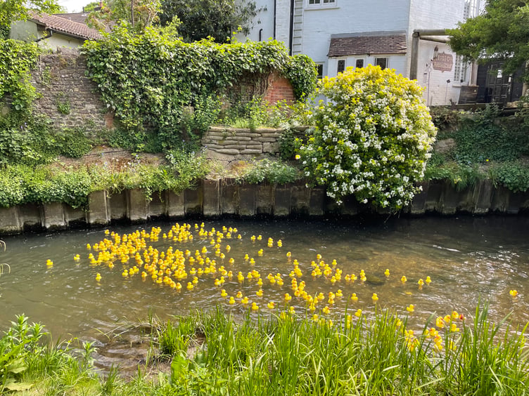 The ducks bobbing to victory at the Great Farnham Duck Race 2025.