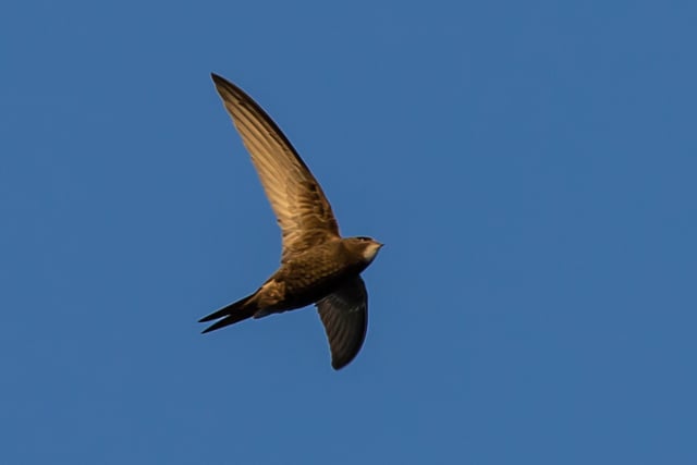 Wynde of Change: Swift action being taken at Tice's Meadow