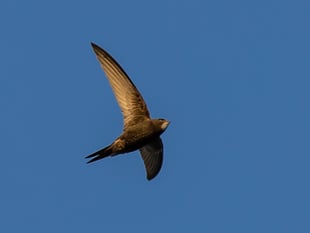 Wynde of Change: Swift action being taken at Tice's Meadow