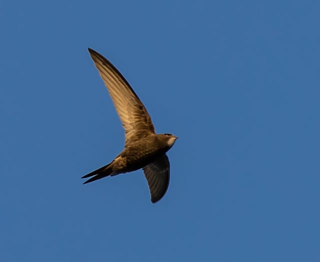 Wynde of Change: Swift action being taken at Tice's Meadow