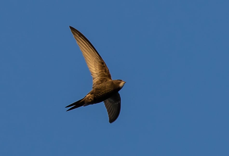 <p>A Swift Tower has been installed at Tice’s Meadow to encourage these beloved visitors.</p>
