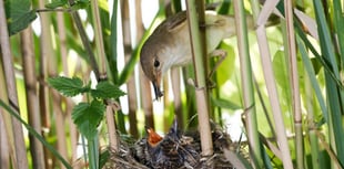 Wynde of Change: Cuckoos and warblers make welcome return to Tice's