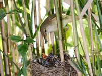 Wynde of Change: Cuckoos and warblers make welcome return to Tice's