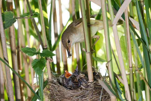 <p>A reed warbler and cuckoo chick. Tis the season for them to make an appearance at Tice's Meadow.</p>